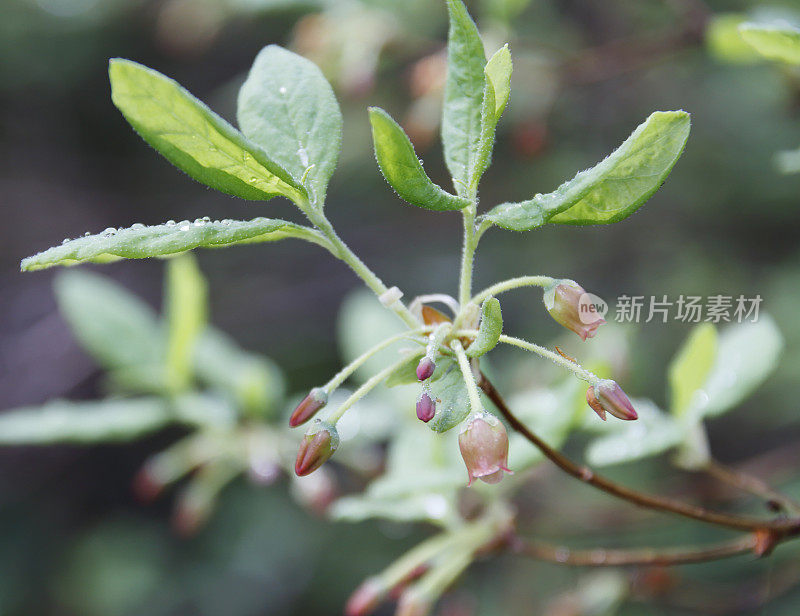 沼泽越橘（Vaccinium uliginosum）